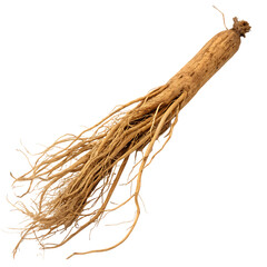 Banyan aerial root isolated on a transparent background