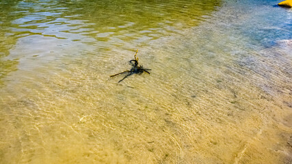 dragonfly on the river of chaouen