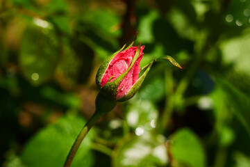 A red rose bud after rain or during dew