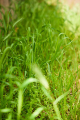 There are many different weeds in the flower bed. Lack of garden maintenance