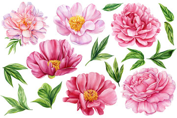 Watercolor peony flower clipart set with green leaves, pink botanical floral elements, spring wedding DIY, printable flower art