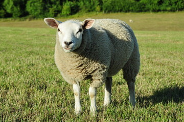 White woolly sheep in a green field