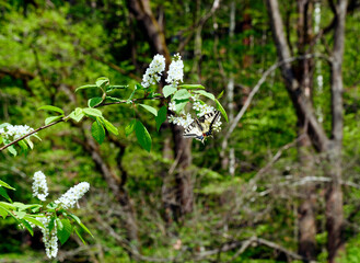 Paź królowej (Papilio machaon) na gałązkach kwitnącej Czeremchy zwyczajna (Prunus padus L.)
Kwiaty Czeremchy zwyczajnej  (Prunus padus L.) przyciągają zapachem i nektarem wiosenne pokolenie paźia kró