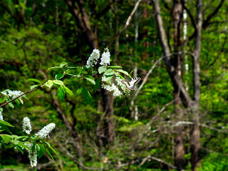 Paź królowej (Papilio machaon) na gałązkach kwitnącej Czeremchy zwyczajna (Prunus padus L.)
Kwiaty Czeremchy zwyczajnej  (Prunus padus L.) przyciągają zapachem i nektarem wiosenne pokolenie paźia kró