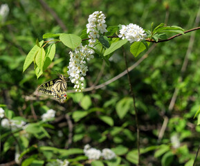 Paź królowej (Papilio machaon) na gałązkach kwitnącej Czeremchy zwyczajna (Prunus padus L.)
Kwiaty Czeremchy zwyczajnej  (Prunus padus L.) przyciągają zapachem i nektarem wiosenne pokolenie paźia kró