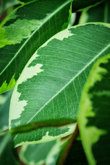 Background or backdrop made of close up macro view of green fresh leaves growing on plant or tree branch in summer in agricultural botanical garden as decoration or tropical lush foliage forest