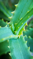Close up view of Aloe vera evergreen perennial succulent species cultivated and used indoors as a...