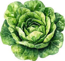 Obraz premium cabbage watercolor illustration art 