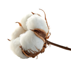 Cotton boll isolated on a transparent background