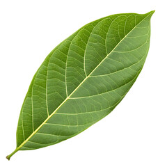 Obraz premium Custard apple leaf isolated on a transparent background