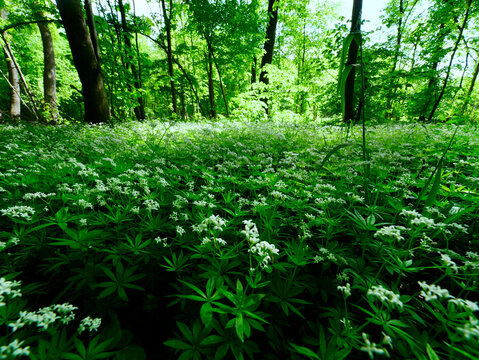 Przytulia wonna zwana r&oacute;wnież jako marzanka wonna (Galium odoratum) to roślina ciemnych las&oacute;w bukowychkwitnie w maju tworzy kwitnące łany kt&oacute;re są surowcem zielarskim.