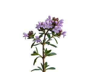 Fototapeta premium Delicate sprig of thyme flowers with water droplets against a dramatic black background
