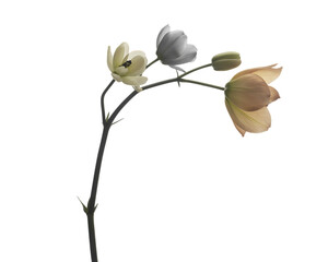 Delicate flower stem displaying pale petals and bud against a deep black backdrop