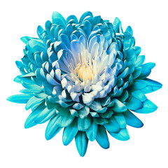 Chrysanthemum flower  on   isolated background with clipping path. Closeup..  Transparent background.	