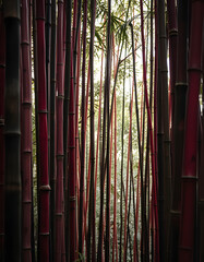 Obraz premium Dusky crimson grunge bamboo backdrop, magazine photoshoot. with white shades