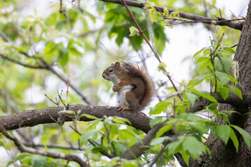 Red Squirrel