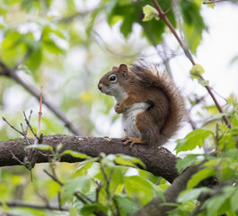 Red Squirrel