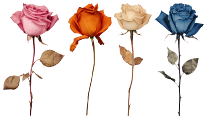 PNG Colorful dried roses arrangement, element set on transparent background