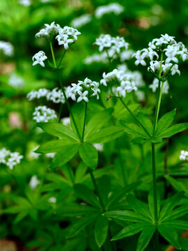 Przytulia wonna zwana r&oacute;wnież jako marzanka wonna (Galium odoratum) to roślina ciemnych las&oacute;w bukowychkwitnie w maju tworzy kwitnące łany kt&oacute;re są surowcem zielarskim.