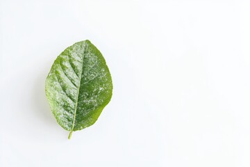 Fototapeta premium Single green leaf on white background