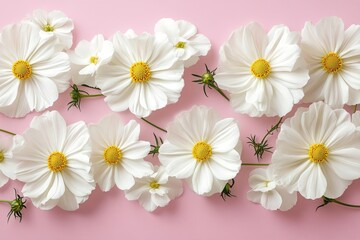 Obraz premium Delicate white flowers on a pink background