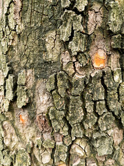Dry tree bark texture as background