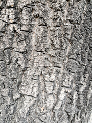 Dry tree bark texture as background