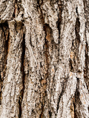 Dry tree bark texture as background