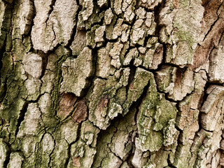 Dry tree bark texture as background