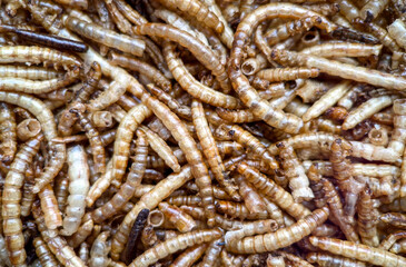 Close-up macro image of dried mealworms, commonly used as high-protein feed for reptiles, birds, and exotic pets, and also gaining popularity as a sustainable source of protein for human consumption