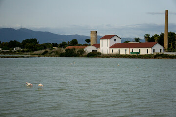 Fototapeta premium Fenicotteri in laguna mentre cercano cibo
