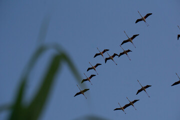 Fenicotteri in volo con le ali spiegate
