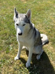 Obraz premium Sunlit Siberian Husky on a grassy background.