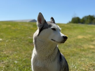 The silhouette of a Siberian Husky on a Spring day.