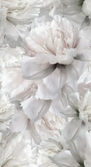 Seamless floral  background. Flowers peonies and petals peonies. Close up.