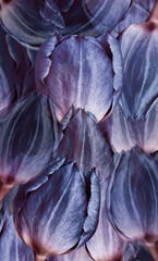 Obraz premium Flowers tulips Floral vertical background. Tulips petals close-up. Nature