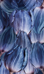 Fototapeta premium Flowers tulips Floral vertical background. Tulips petals close-up. Nature