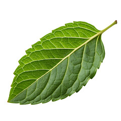 Obraz premium Indian gooseberry leaf isolated on a transparent background