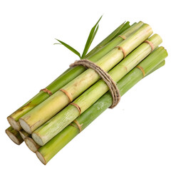 Fototapeta premium Sugarcane Stalks Bundle for Pongal Festival Isolated