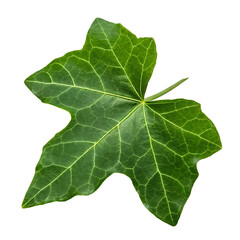 Ivy gourd leaf isolated on a transparent background