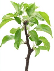 Young Apple Tree Sapling with Vibrant Green Leaves on White Background