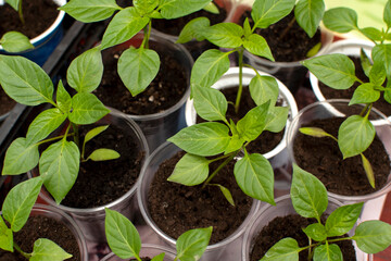Plant seedlings of a chilli pepper	