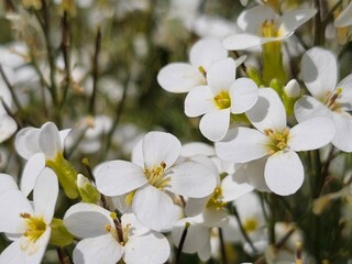 floral background