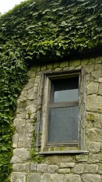 Ancient stone wall with rectangular window frames gradually becoming covered in lush green ivy. The climbing plant spreads across the weathered stone surface, framing the glass windows.