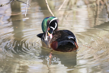 Anatra sposa che si pulisce in un laghetto