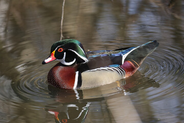 Anatra sposa che si pulisce in un laghetto