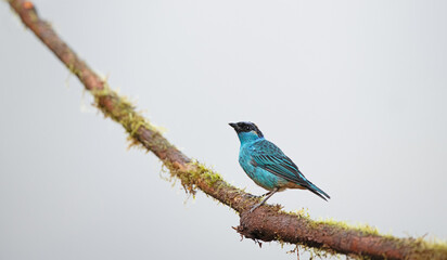 Obraz premium In equatorial forests, the golden-naped tanager is a species of bird in the tanager family Thraupidae.