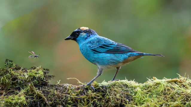 In equatorial forests, the golden-naped tanager is a species of bird in the tanager family Thraupidae.