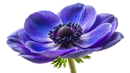 blue purple anemone flower isolated on white background.PNG, AI GENERATED