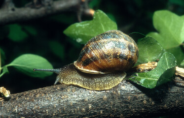 Escargot gros gris, Helix aspersa maxima